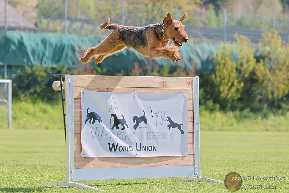 Airedale Terrier Baro von Haus Schirmer